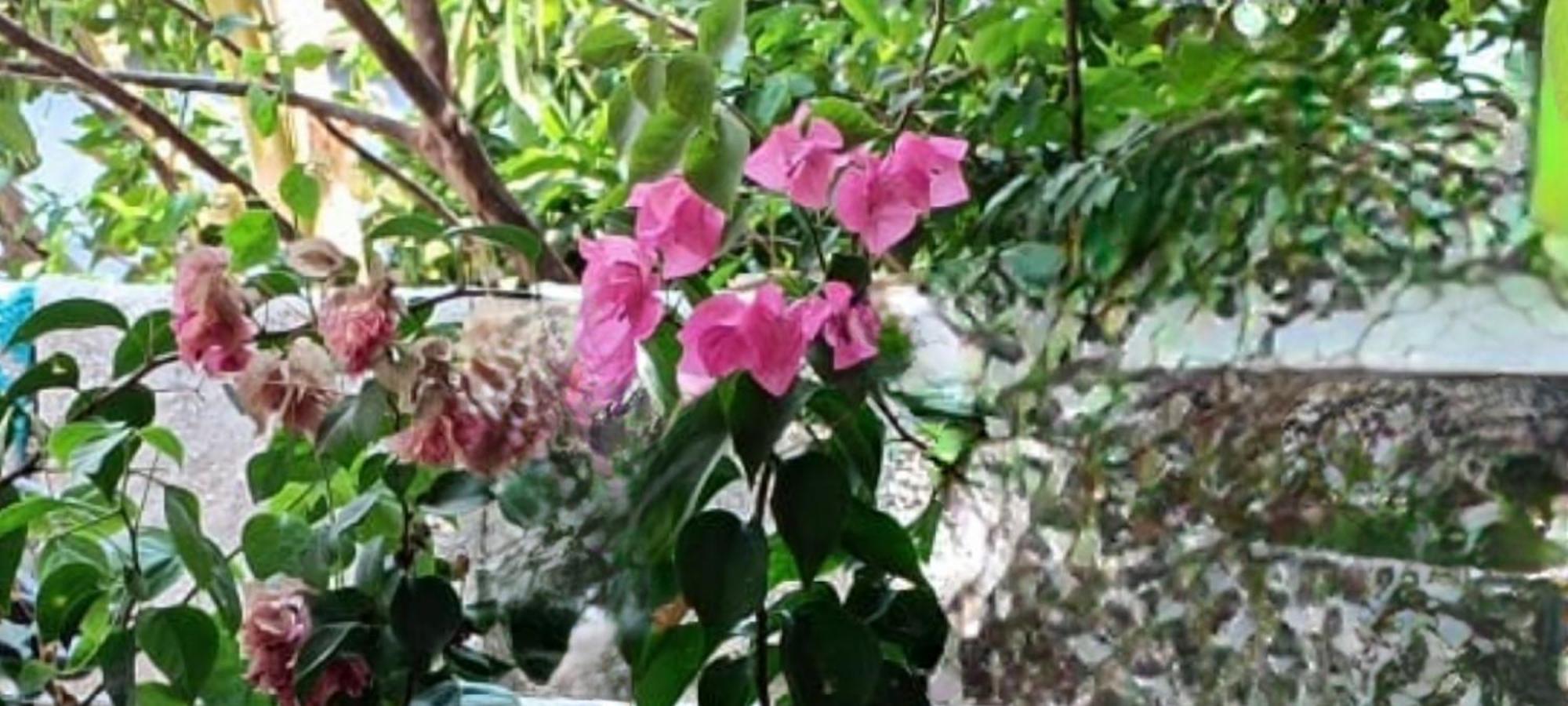 Oasis Homestay Kochi エクステリア 写真